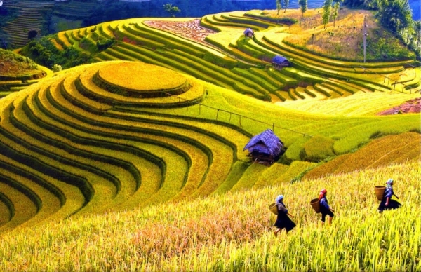 Sapa Medium Trekking 04 Nights 03 Days (By train)